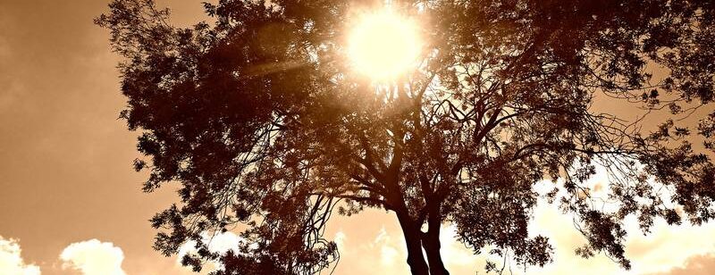Sonnenlicht scheint durch die Zweige eines hohen Baumes, wirft Schatten und erhellt den Himmel mit einem warmen, goldenen Farbton.