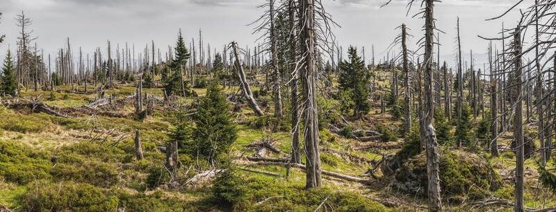 Ein Wald - unter einem bewölkten Himmel - mit vielen toten Bäumen und einigen grünen Nadelbäumen, der Anzeichen von Verfall und Neuwachstum zeigt.