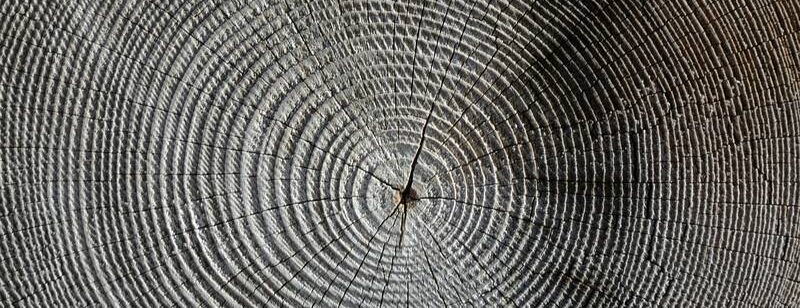 Nahaufnahme konzentrischer Baumringe auf einem Holzstamm. Sie zeigt detaillierte Wachstumsmuster.