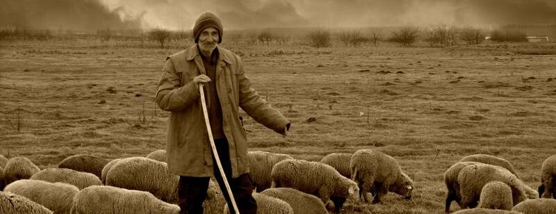 Ein Hirte steht mit einer Schafherde unter einem bewölkten Himmel auf einem Feld. Ein Anklang an Psalm 23 - Der gute Hirte